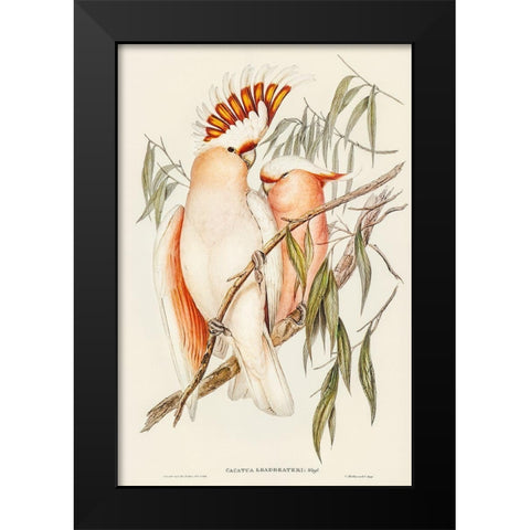 Leadbeaters Cockatoo-Cacatua Leadbeaterii Black Modern Wood Framed Art Print by Gould, John