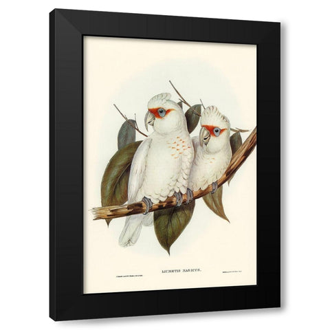 Long-billed Cockatoo-Licmetis nasicus Black Modern Wood Framed Art Print with Double Matting by Gould, John