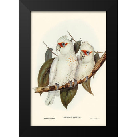Long-billed Cockatoo-Licmetis nasicus Black Modern Wood Framed Art Print by Gould, John