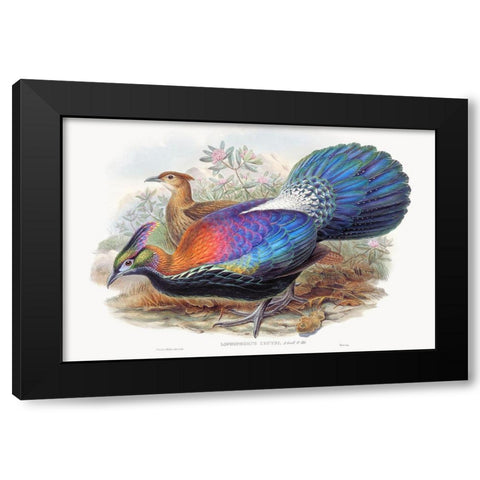 Lophophorus LHuysi Black Modern Wood Framed Art Print by Gould, John