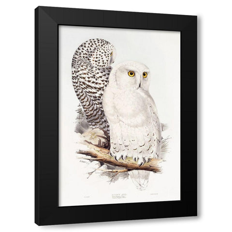 Snowy Owl Black Modern Wood Framed Art Print by Gould, John