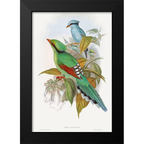 Cissa Venatoria Black Modern Wood Framed Art Print by Gould, John