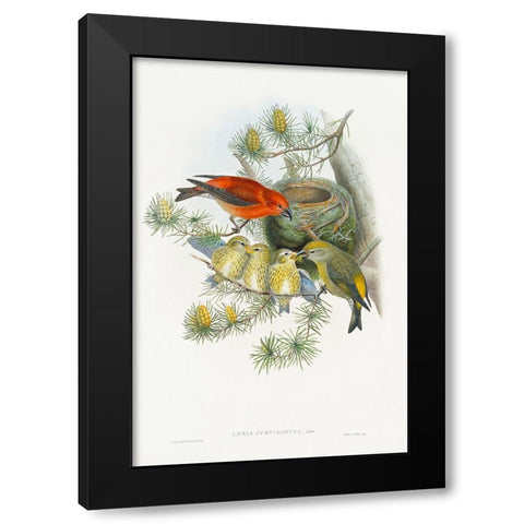 Loxia Curvirostra-Linn Black Modern Wood Framed Art Print by Gould, John