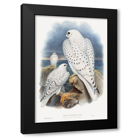 Greenland Falcon Black Modern Wood Framed Art Print by Gould, John