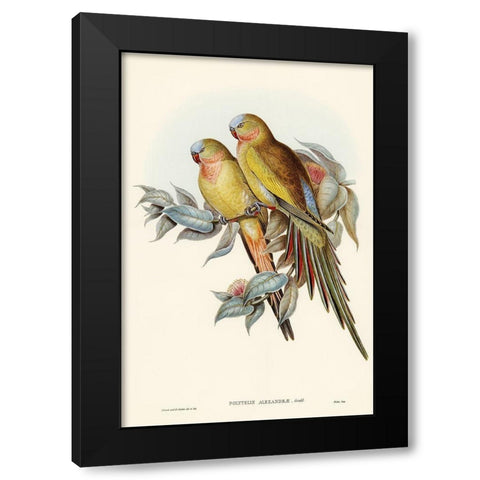 The Princess of Waless Parakeet-Polytelis Alexandrae Black Modern Wood Framed Art Print with Double Matting by Gould, John