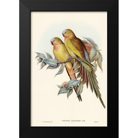 The Princess of Waless Parakeet-Polytelis Alexandrae Black Modern Wood Framed Art Print by Gould, John