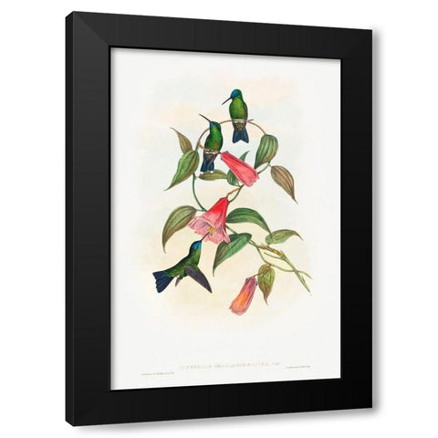 Eucephala smaragdocaerulea-Goulds Wood Nymph Black Modern Wood Framed Art Print by Gould, John