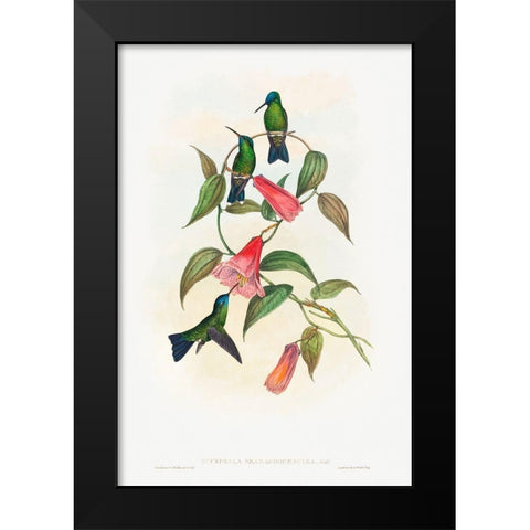 Eucephala smaragdocaerulea-Goulds Wood Nymph Black Modern Wood Framed Art Print by Gould, John