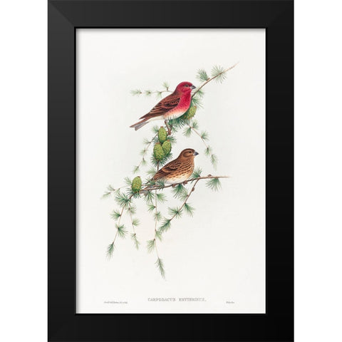 Carpodacus erythrinus-Common Rose Finch Black Modern Wood Framed Art Print by Gould, John