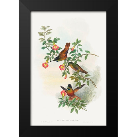 Helianthea eos-Golden Star-frontlet Black Modern Wood Framed Art Print by Gould, John