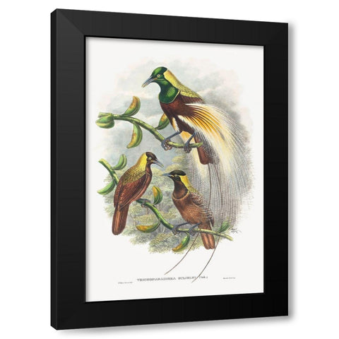 Trichoparadisea Gulielmi Black Modern Wood Framed Art Print with Double Matting by Gould, John