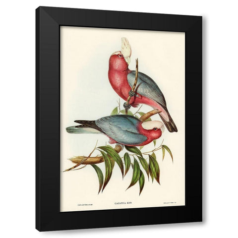 Cacatua Eos-Rose-breasted Cockatoo Black Modern Wood Framed Art Print with Double Matting by Gould, John