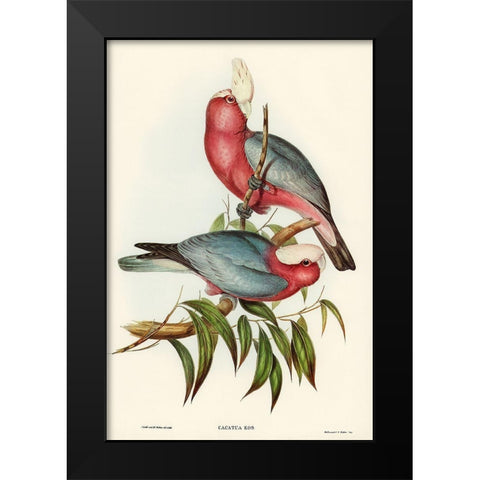 Cacatua Eos-Rose-breasted Cockatoo Black Modern Wood Framed Art Print by Gould, John