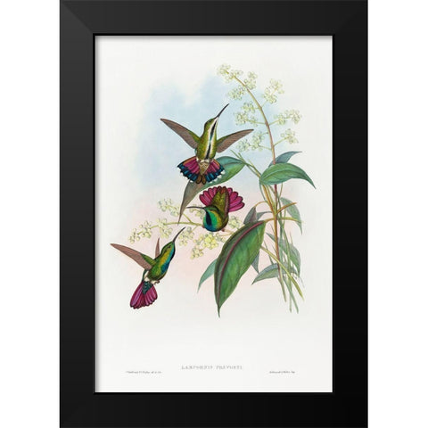 Lampornis prevosti Black Modern Wood Framed Art Print by Gould, John