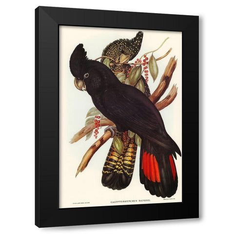 Banksian Cockatoo-Calyptorhynchus Banksii Black Modern Wood Framed Art Print with Double Matting by Gould, John