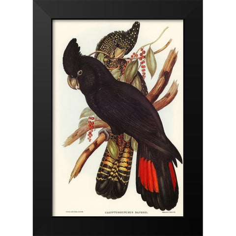 Banksian Cockatoo-Calyptorhynchus Banksii Black Modern Wood Framed Art Print by Gould, John
