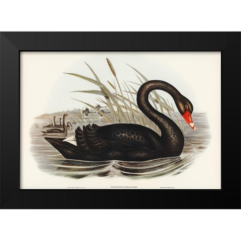 Black Swan-Cygnus atratus Black Modern Wood Framed Art Print by Gould, John