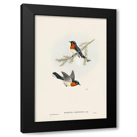 White-bellied Flycatcher-Monarcha albiventris Black Modern Wood Framed Art Print with Double Matting by Gould, John