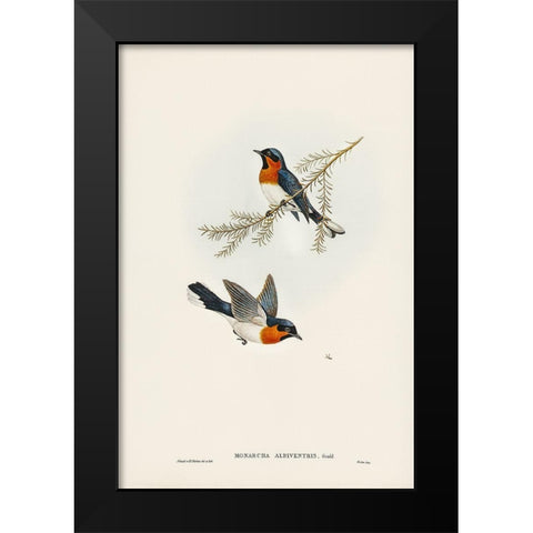 White-bellied Flycatcher-Monarcha albiventris Black Modern Wood Framed Art Print by Gould, John