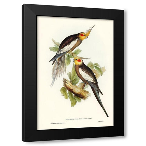Cockatoo Parakeet-Nymphicus Novae Hollandiae Black Modern Wood Framed Art Print with Double Matting by Gould, John