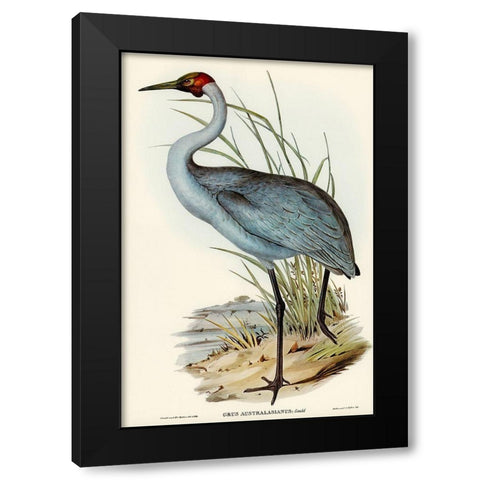 Australian Crane-Grus Australasianus Black Modern Wood Framed Art Print by Gould, John