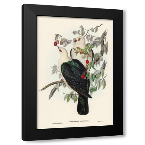 White-headed Fruit Pigeon-Carpophaga leucomela Black Modern Wood Framed Art Print by Gould, John