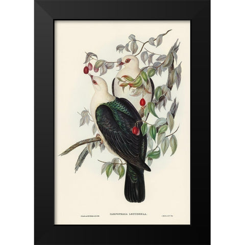 White-headed Fruit Pigeon-Carpophaga leucomela Black Modern Wood Framed Art Print by Gould, John