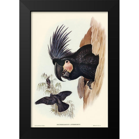 Great Palm-Cuckatoo-Microglossus aterrimus Black Modern Wood Framed Art Print by Gould, John