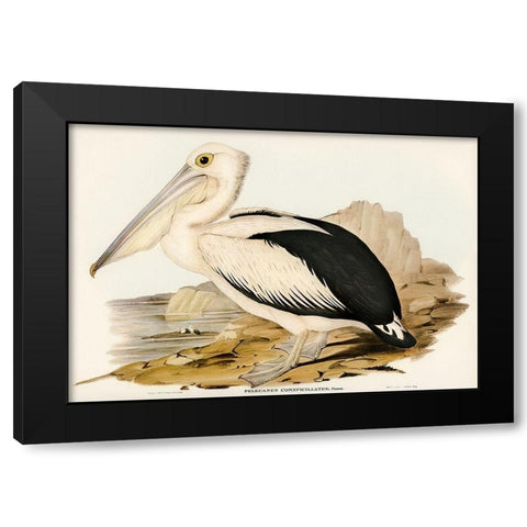 Australian Pelican-Pelecanus conspicillatus Black Modern Wood Framed Art Print with Double Matting by Gould, John