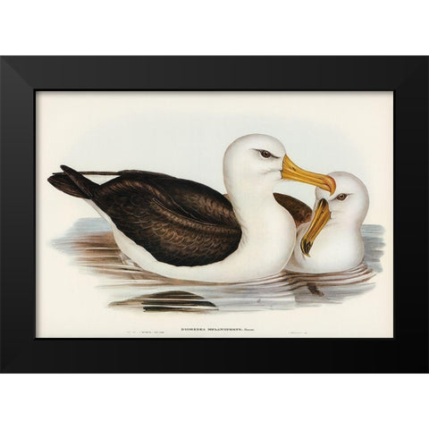 Black-eyebrowed Albatros-Diomedea melanophrys Black Modern Wood Framed Art Print by Gould, John