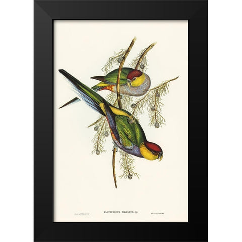 Red-capped Parakeet-Platycercus pileatus Black Modern Wood Framed Art Print by Gould, John