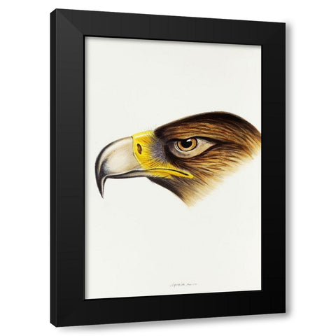 Wedge-tailed Eagle-Aquila fucosa Black Modern Wood Framed Art Print with Double Matting by Gould, John