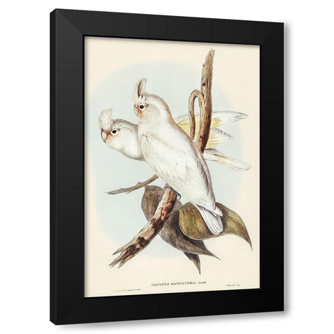 Blood-stained Cockatoo-Cacatua sanguinca Black Modern Wood Framed Art Print by Gould, John