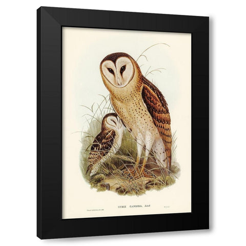 Grass-Owl-Strix candida Black Modern Wood Framed Art Print by Gould, John