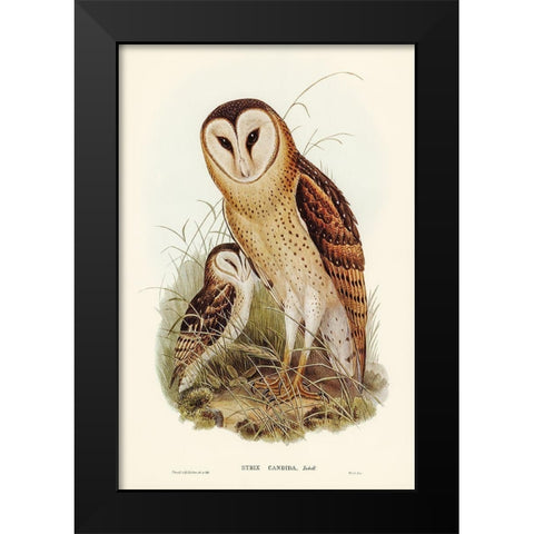 Grass-Owl-Strix candida Black Modern Wood Framed Art Print by Gould, John