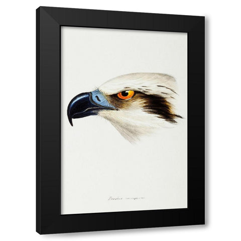 White-headed Osprey-Pandion leucocephalus Black Modern Wood Framed Art Print by Gould, John