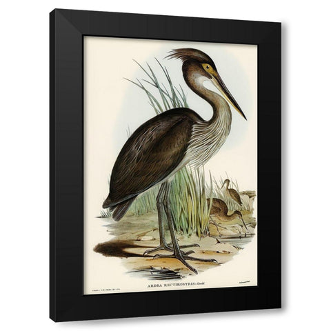 Great-billed Heron-Ardea rectirostris Black Modern Wood Framed Art Print with Double Matting by Gould, John