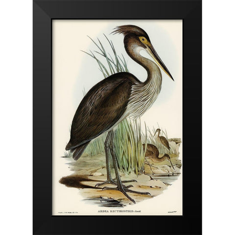 Great-billed Heron-Ardea rectirostris Black Modern Wood Framed Art Print by Gould, John