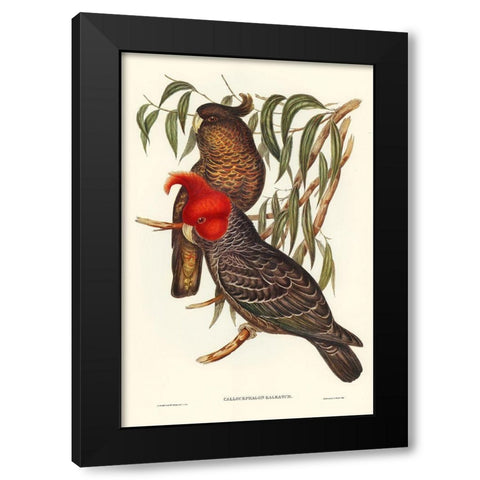 Gang-gang Cockatoo-Callocephalon galeatum Black Modern Wood Framed Art Print by Gould, John