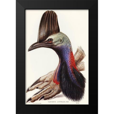 Australian Cassowary-Casuarius australis Black Modern Wood Framed Art Print by Gould, John