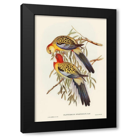 Splendid Parakeet-Platycercus splendidus Black Modern Wood Framed Art Print with Double Matting by Gould, John