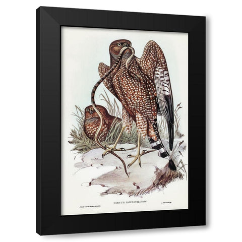 Square-tailed kite-Circus jardinii Black Modern Wood Framed Art Print with Double Matting by Gould, John