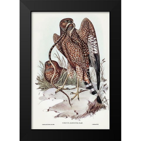 Square-tailed kite-Circus jardinii Black Modern Wood Framed Art Print by Gould, John