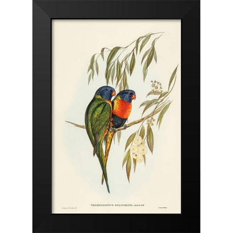 Swainsons Lorikeet-Trichoglossus Swainsonii Black Modern Wood Framed Art Print by Gould, John