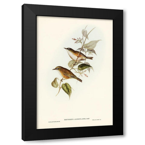 White-breasted Zosterops-Zosterops albogularis Black Modern Wood Framed Art Print with Double Matting by Gould, John