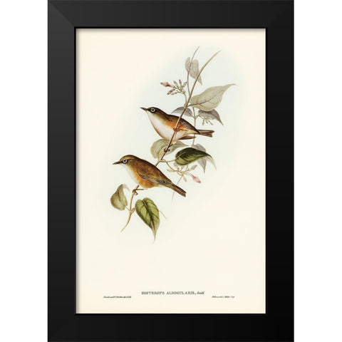 White-breasted Zosterops-Zosterops albogularis Black Modern Wood Framed Art Print by Gould, John