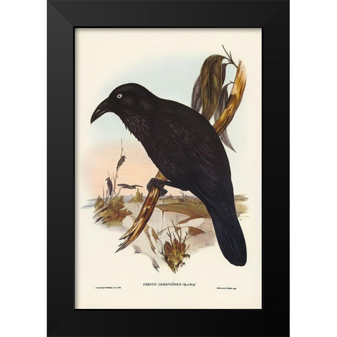 White-eyed Crow-Corvus Coronoides Black Modern Wood Framed Art Print by Gould, John