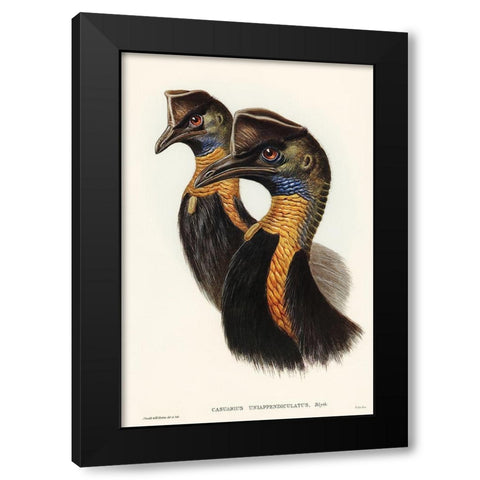 One-carunculated Cassowary-Casuarius uniappendiculatus Black Modern Wood Framed Art Print by Gould, John