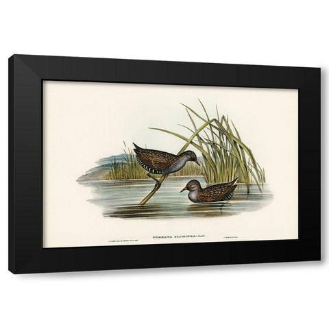 Spotted Water Crake-Porzana fluminea Black Modern Wood Framed Art Print by Gould, John
