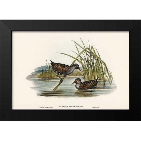 Spotted Water Crake-Porzana fluminea Black Modern Wood Framed Art Print by Gould, John